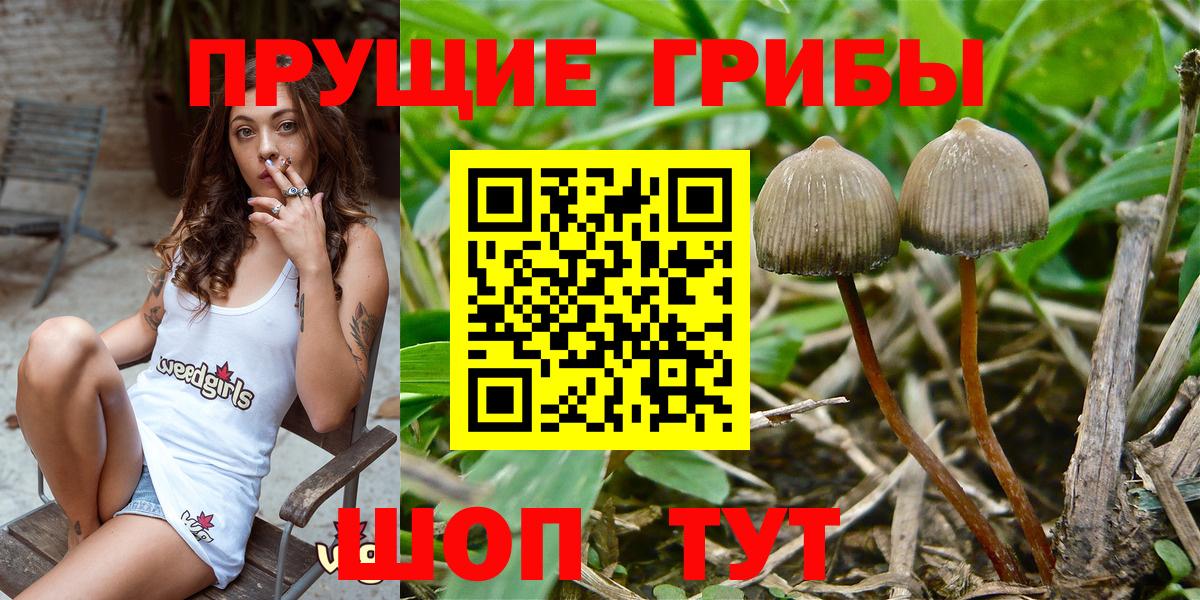 Спасск-Дальний  Галлюциногенные грибы Psilocybine cubensis  Вход с VPN 